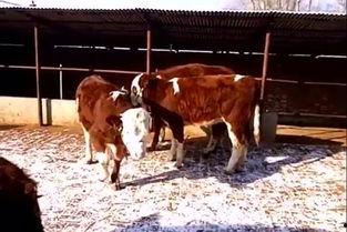 东北二牛高清在线视频,高清在线视频中的东北风情与幽默